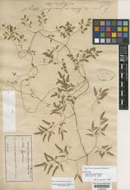 Image result for Thunbergianthus ruwenzoriensis