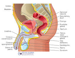 Image result for Prostate Cancer