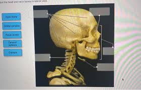 The 8 cranial bones are. Bel The Head And Neck Bones In Lateral View Hyoid Chegg Com
