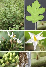 Image result for Solanum torvum