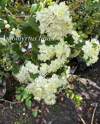 Image result for Monopsis decipiens