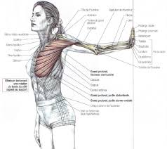 Deepest muscle of the abdomen, located deep to the internal oblique muscles; Stretching Pectoralis Major Muscle Stephane Andre