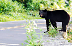 Maybe you would like to learn more about one of these? Skyline Drive Shenandoah National Park Visit Shenandoah Valley