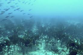 Image result for Kelp Green 2007 S-Max