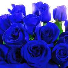 May 24, 2021 · finding flowers. Flowers By Abk Home Facebook