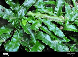 Image result for Asplenium loxoscaphoides