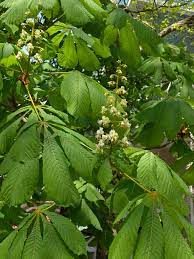 We did not find results for: Horse Chestnut Aesculus Hippocastanum