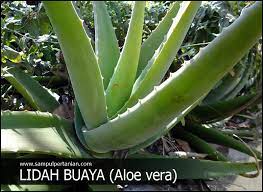 Maybe you would like to learn more about one of these? Morfologi Lidah Buaya Aloe Vera