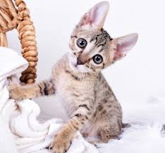 Savannah cats can be walked on a harness. How To Choose The Right Cat For You A1 Savannahs