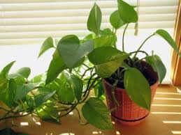 Trova una vasta selezione di piante finte pendenti a prezzi vantaggiosi su ebay. 10 Piante Da Interno Come Prendersene Cura