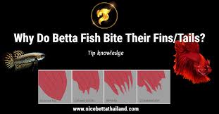 Why Do Betta Fish Bite Their Fins Tails Nice Betta Thailand Co Ltd