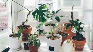They also help with indoor air purification, since some species. Leb0hjhwajwbbm