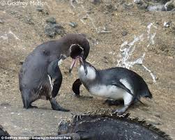 They feed on small fish such as sardines and mullet, and they may sometimes eat creatures from the crustacean family as well. Galapagos Penguins Feed Their Grown Up Offspring Daily Mail Online
