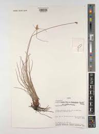 Image result for Cyperus obtusiflorus