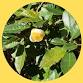 Tea in the Sandhills: How to Grow, Harvest & Brew event image