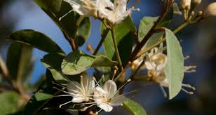 Image result for Capparaceae