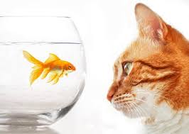 Daily so be sure to check back often. Hd Goldfish Aquarium Wallpapers Peakpx