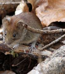 Courrier-Service. Animal : le mulot sylvestre, un petit rongeur