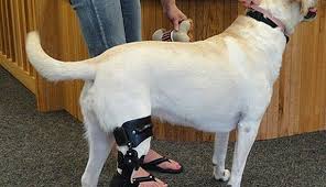 Pin On Dog Health