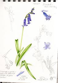 5 out of 5 stars. Telling Bluebell Species Apart Lizzie Harper