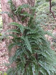 Image result for Arthropteris