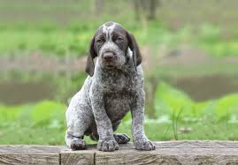 $1495 usd (shipping included!) click here to be notified when new german shorthaired pointer puppies are listed. German Shorthaired Pointer Puppies For Sale Akc Puppyfinder