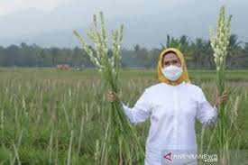 Cinta yang kau beri di hatiku sayang bukan cinta suci yang sejati bunga yang ku tanam dihatimu sayang. Jhvefeh4s41phm