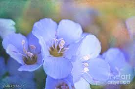 Über 7 millionen englischsprachige bücher. Missouri Wildflowers 5 Polemonium Reptans Digital Paint 5 Photograph By Debbie Portwood