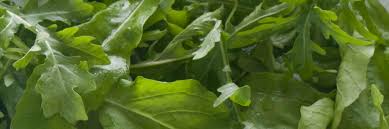Use our kits to grow your plants to maturity or use it to grow your seedlings for transplanting to your garden. Buy Arugula Seeds