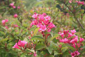 L'aspect très décoratif du lagerstroemia indica vient aussi de ses fleurs rouges, fuchsias ou roses groupées en bouquets pyramidaux que l'on appelle des thyrses. Jardin Facile 6 Arbustes Que L On Ne Taille Pas