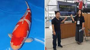 Maybe you would like to learn more about one of these? Ini Penampakan S Legend Ikan Koi Termahal Di Dunia Harganya Bikin Kantong Bolong Tribun Medan