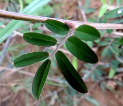 Image result for Indigofera hendecaphylla