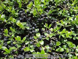 Leaves, small white flowers (male and female usually on separate plants) and, on female plants, showy berries in autumn ilex crenata 'convexa' is a small. Japanese Holly Ilex Crenata In The Ilex Database Garden Org