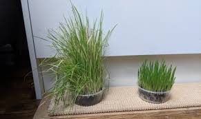 You can pick up wheatgrass seed from many different places. The Top 18 Solutions To Stop Your Cat Grass From Dying Archie Cat