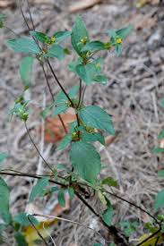 Image result for Synedrella