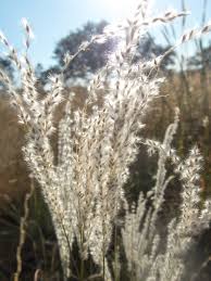 Image result for Digitaria appropinquata