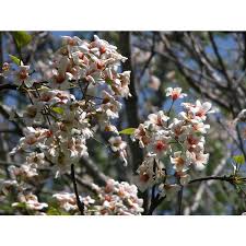 Image result for Vernicia