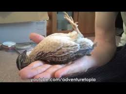 Funny And Cute Quail Plays Dead And Then Starts Falling Asleep Youtube Quail Chickens Backyard How To Fall Asleep