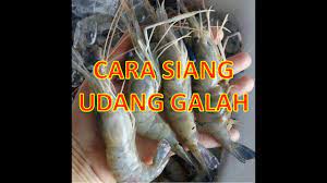 Kata pengantar udang galah (macrobrachium rosenbergii, de man) komponen penunjang untuk berkembangnya usaha budidaya udang galah di negeri kita cukup menggembirakan. Cara Siang Udang Galah Keluargadrsyahr Dapurdrsyahr Drsyahrmusafir Youtube