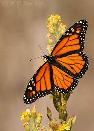 Monarch Danaus Plexippus Explored Beautiful Butterflies Butterfly Pictures Monarch Butterfly