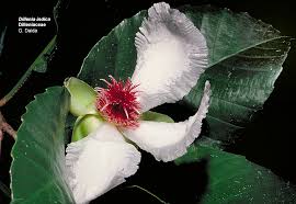 Image result for Dilleniaceae