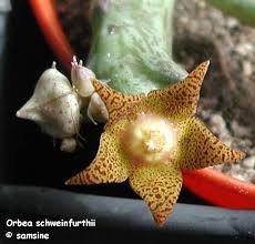 Image result for Orbea rogersii