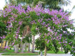 Image result for Lagerstroemia speciosa