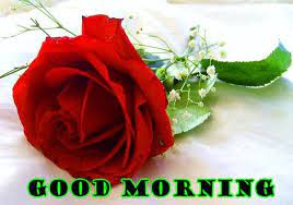 So, you can use this to wish your friend and family good night. Red Rose Good Morning Image Hd Good Morning Roses Good Morning Rose Images Good Morning Flowers