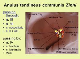 Maybe you would like to learn more about one of these? Mnemonics Oh Oh Oh To Take A Family Vacation Go Vegas After Hours Ppt Video Online Download