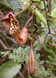Image result for Aristolochia promissa