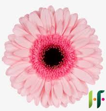 Some gloriosa daisies have black centers, grow about 2 feet tall and have large flowers. Gerbera Pink Black Center Pink Sensation Qb Holstein Flowers Png Image Transparent Png Free Download On Seekpng