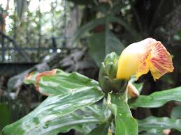 Image result for Renealmia