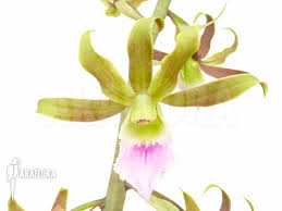 Image result for Eulophia elegans