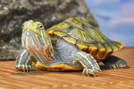 8 Tips For Feeding & Caring For Baby Red Eared Sliders - Everything Reptiles